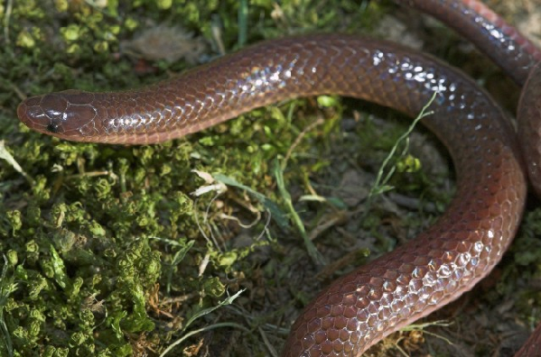  Carphophis amoenus helenae ID = 