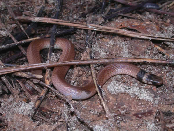  Tantilla coronata ID = 