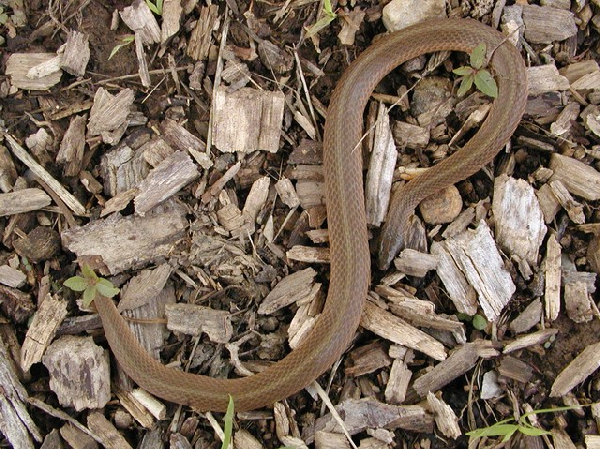  Virginia valeriae elegans ID = 