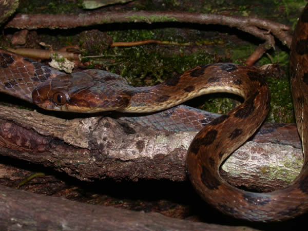  Leptodeira septentrionalis ID = 