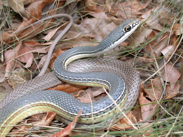  Masticophis bilineatus ID = 