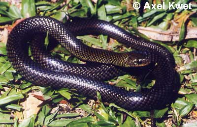  Liophis miliaris ID = 