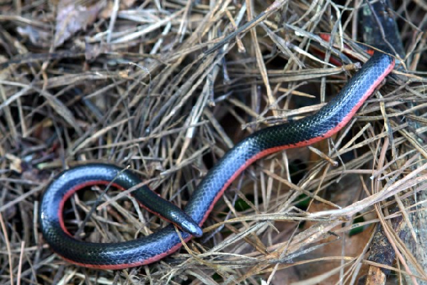  Carphophis vermis ID = 