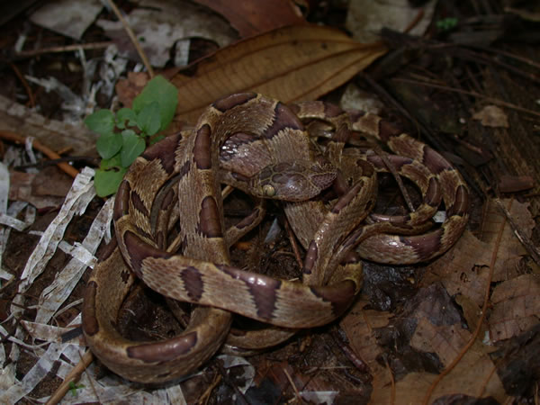  Imantodes cenchoa ID = 