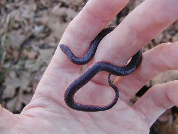  Carphophis vermis ID = 