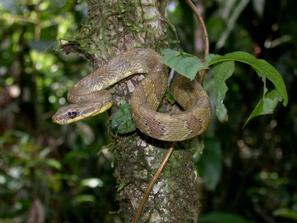  Pseustes poecilonotus ID = 