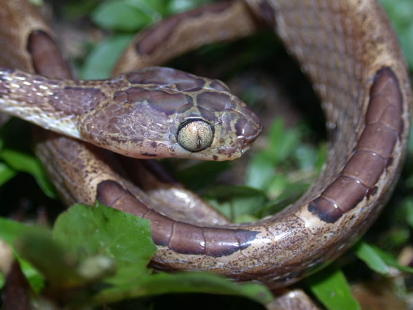  Imantodes cenchoa ID = 