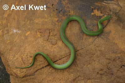  Liophis jaegeri ID = 