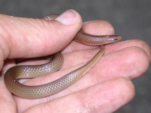  Carphophis amoenus amoenus ID = 