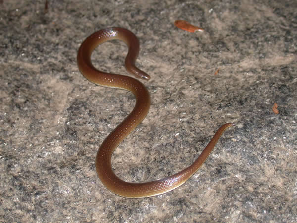  Carphophis amoenus amoenus ID = 