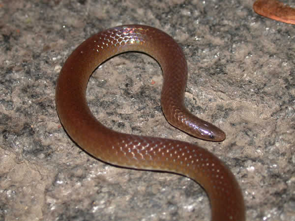  Carphophis amoenus amoenus ID = 