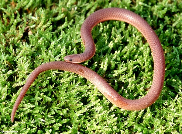  Carphophis amoenus amoenus ID = 