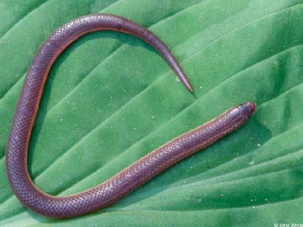  Carphophis amoenus amoenus ID = 