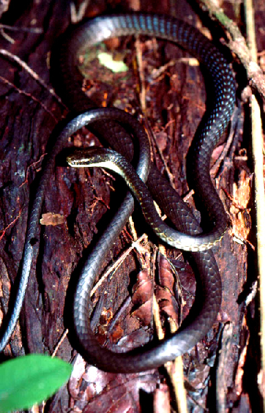  Denrelaphis calligastra ID = 