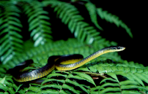  Dendrelaphis punctulata ID = 