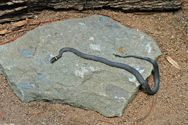  Diadophis punctatus edwardsii ID = 