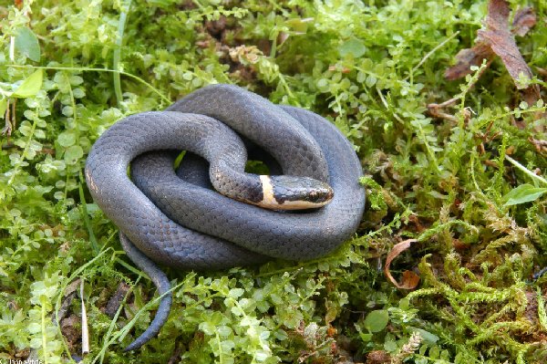  Diadophis punctatus edwardsii ID = 