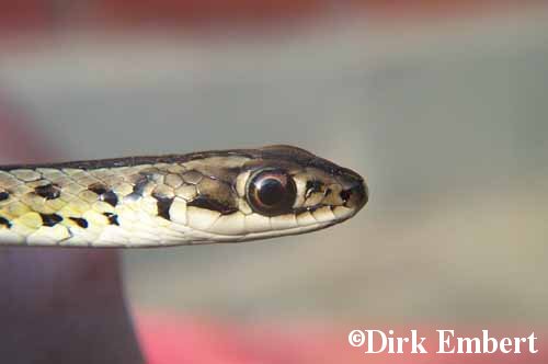  Liophis meridionalis ID = 