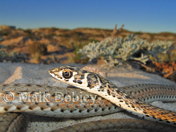  Psammophis namibensis ID = 