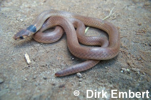  Tantilla melanocephala ID = 