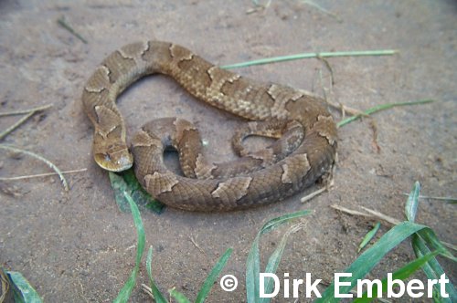  Waglerophis merremi ID = 