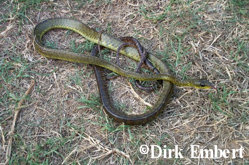  Chironius exoletus ID = 