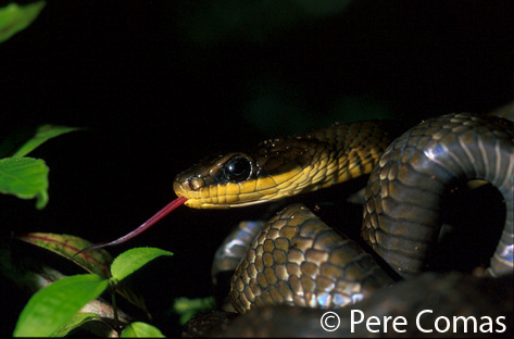  Chironius fuscus fuscus ID = 