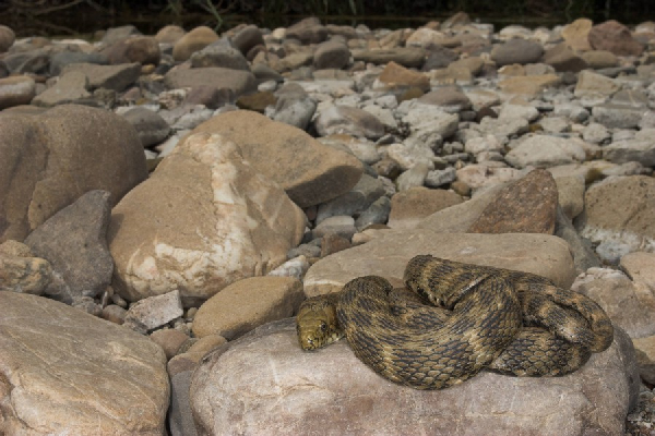  Natrix tessellata ID = 