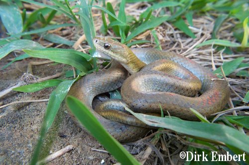  Liophis ceii ID = 