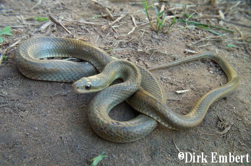  Liophis ceii ID = 