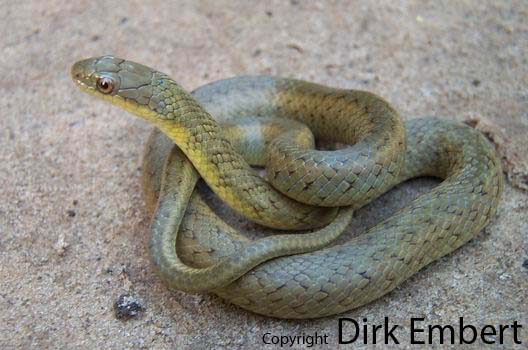  Liophis ceii ID = 