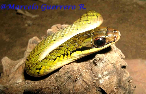  Liophis reginae ID = 