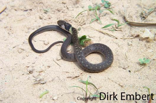  Liophis taeniurus ID = 