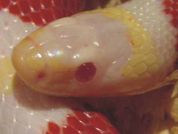  Lampropeltis Triangulum Nelsoni Albino ID = 