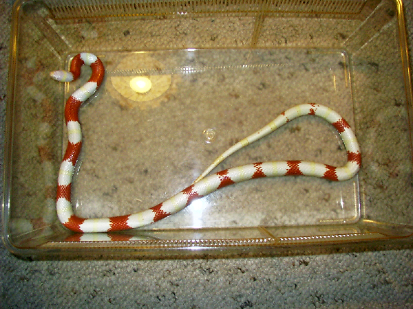  1.0 Lampropeltis tr. nelsoni amelanistik ID = 