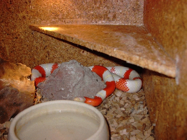  Lampropeltis Nelsoni ID = 