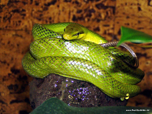  Gonyosoma Oxycephalum ID = 