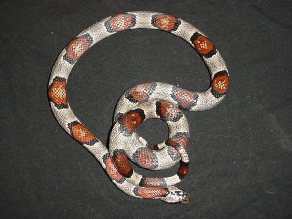  Lampropeltis Alterna Blair ID = 