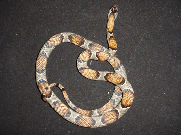  Lampropeltis Alterna Blair ID = 