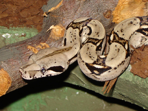  Boa constrictor imperator ID = 