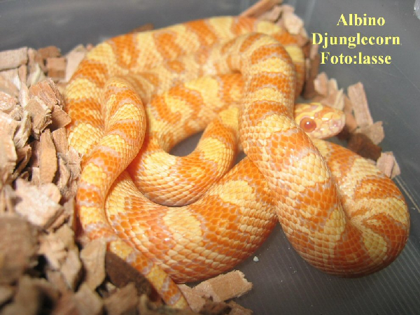  Albino DjungleCorn ID = 