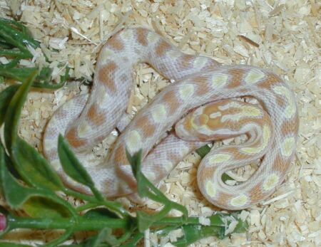  Pantherophis guttatus ID = 