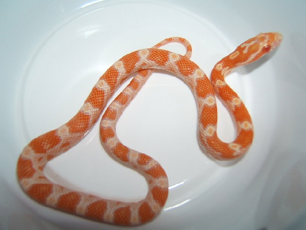  Elaphe Guttata - Creamsicle ID = 