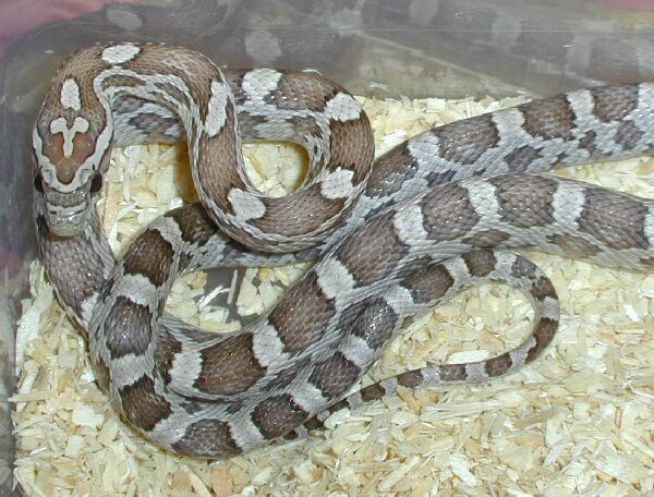  Pantherophis guttatus ID = 