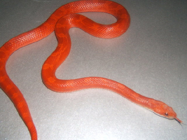  Elaphe Guttata - Hypomelanistic Bloodred ID = 