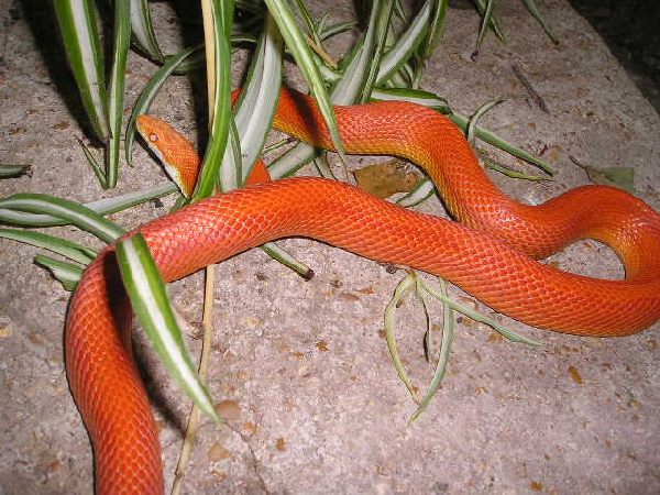  Elaphe Guttata - Vanishing Stripe ID = 