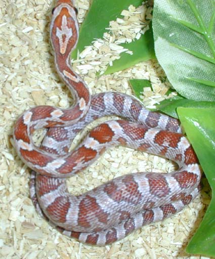  Pantherophis guttatus ID = 