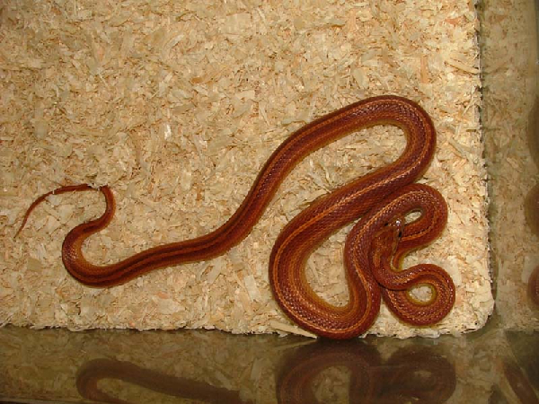  Pantherophis guttatus guttatus stripe ID = 