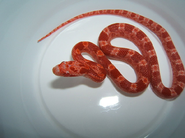  Elaphe Guttata - Amelanistic Bloodred ID = 