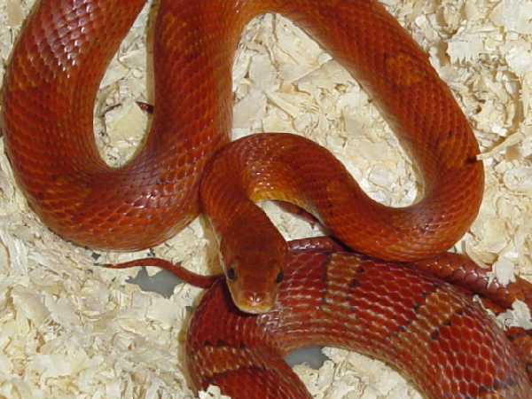  Pantherophis Guttatus Bloodred ID = 